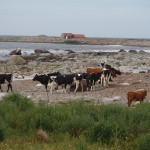 Vaches au bord de la Mer Atlantique